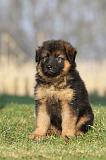 BERGER ALLEMAND 839